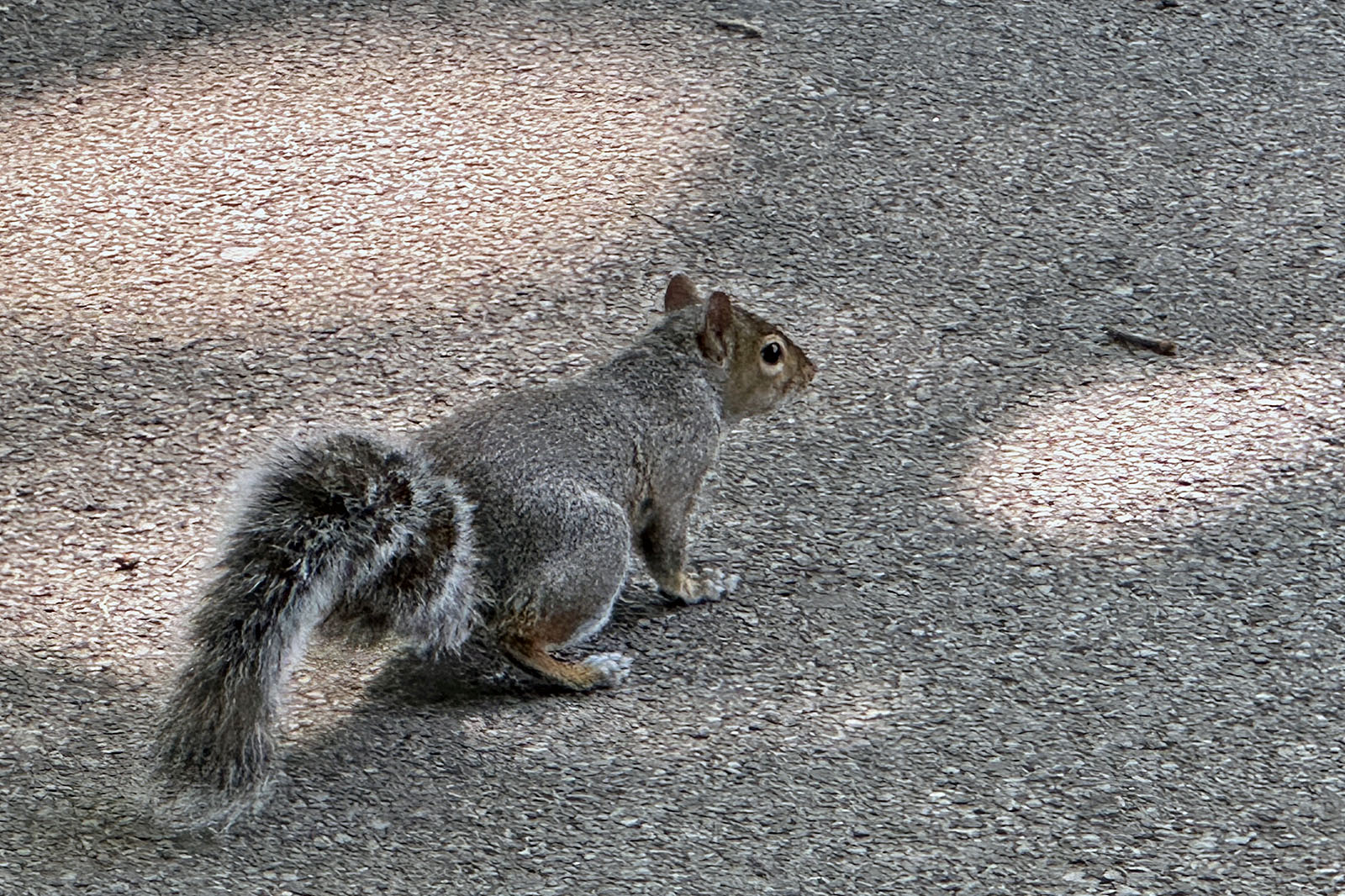 Squirrel Central Park 