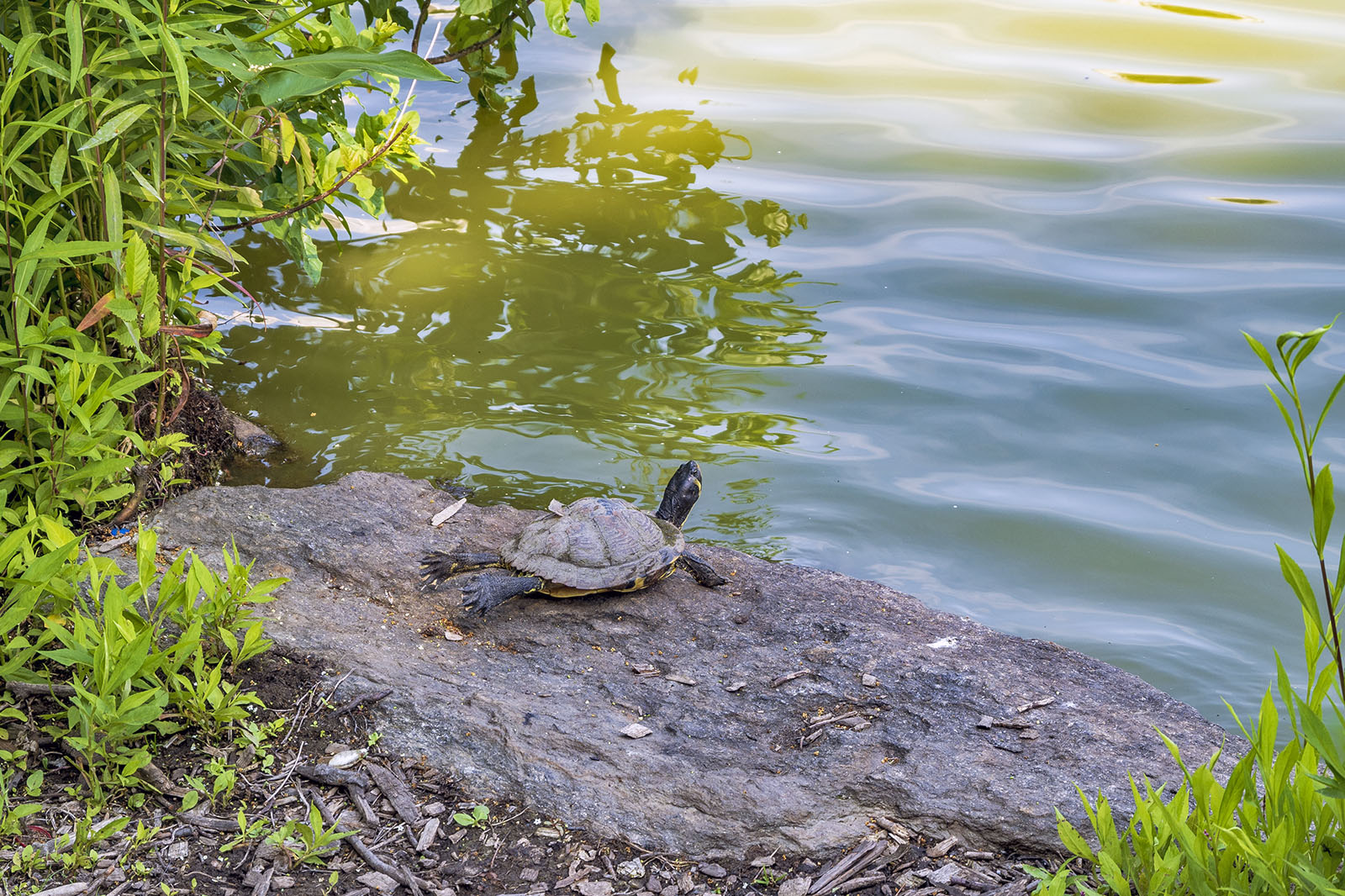 Turtle Central Park