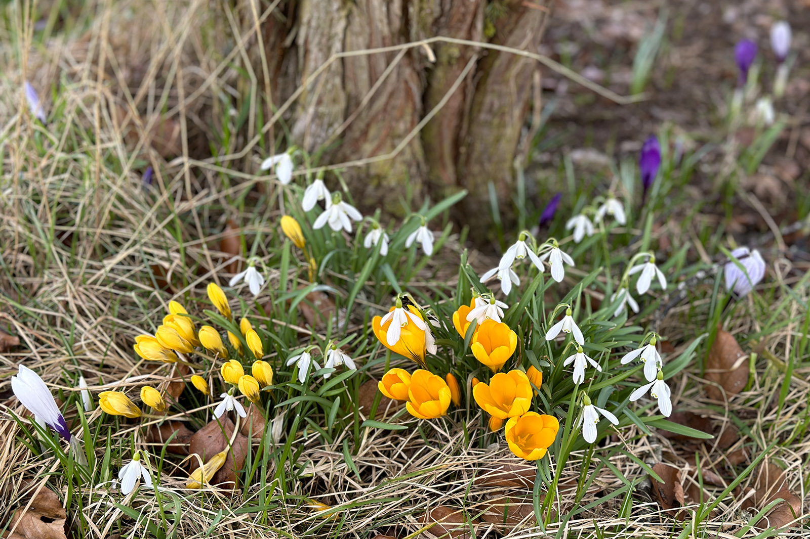 Vårblommor